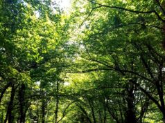 Ayvat Bendi Tabiat Parkı Hakkında Bilgi, Nerede, Nasıl Gidilir, Neler Yapılır?