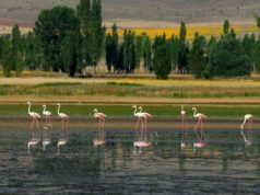 Seyfe Gölü Hakkında Bilgi, Nerede, Nasıl Gidilir, Neler Yapılır?