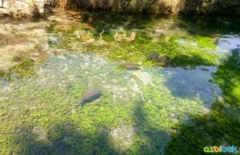 Ilıcaksu Sarıkız Piknik Alanı – Kütahya